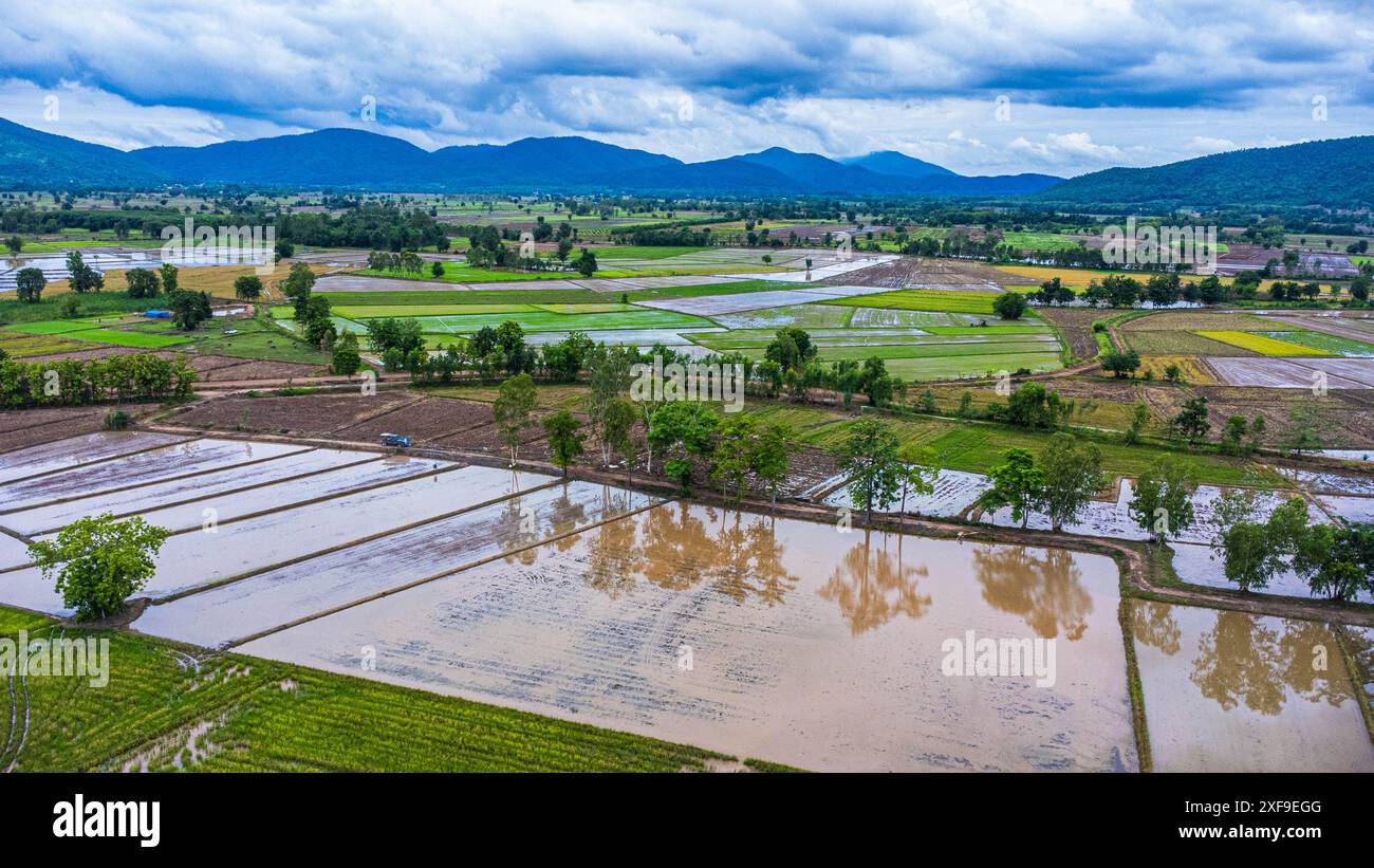Vista aerea dei campi di riso, nord-est, Thailandia. Agricoltura nella stagione delle piogge. Campi di riso in attesa di essere piantati Foto Stock