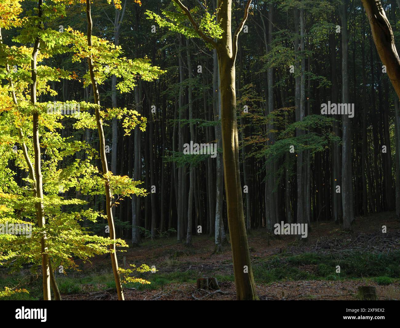 La luce del sole filtra tra tra gli alberi di una foresta densamente boscosa che offre un'atmosfera tranquilla e serena, binz, ruegen, germania Foto Stock