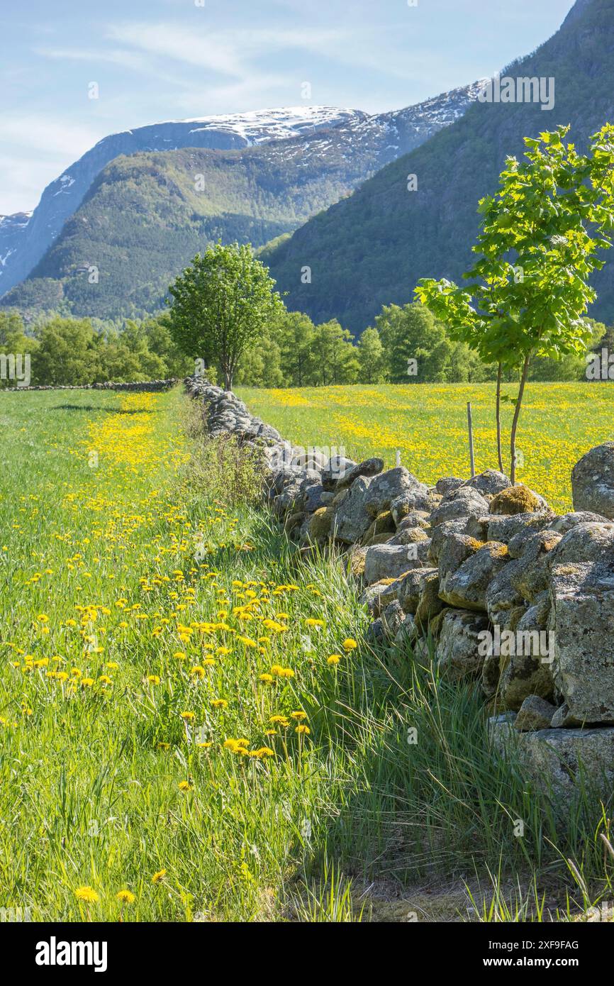 Lungo muro di pietra attraversa prati fioriti, montagne e alberi sullo sfondo, flam, norvegia Foto Stock