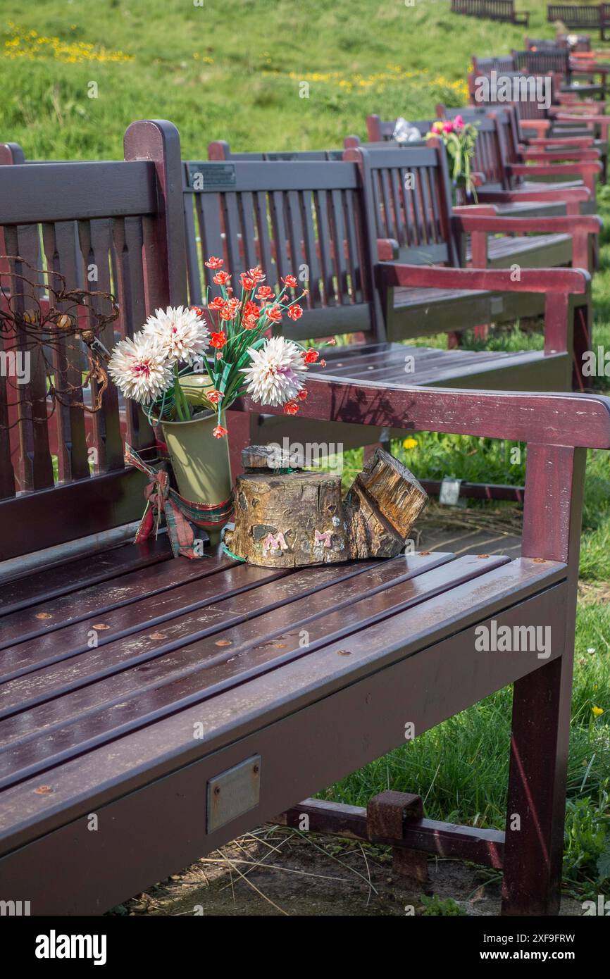 Panca in legno su prato con fiori e ceppi di alberi, disposta in lunghe file, newcastle, Inghilterra, Gran Bretagna Foto Stock