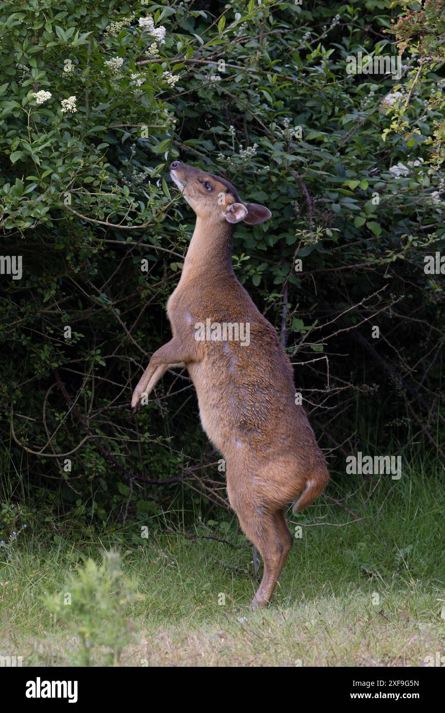 Muntjac di Reeves (Muntiacus reevesi) navigando nel Norfolk giugno 2024 Foto Stock