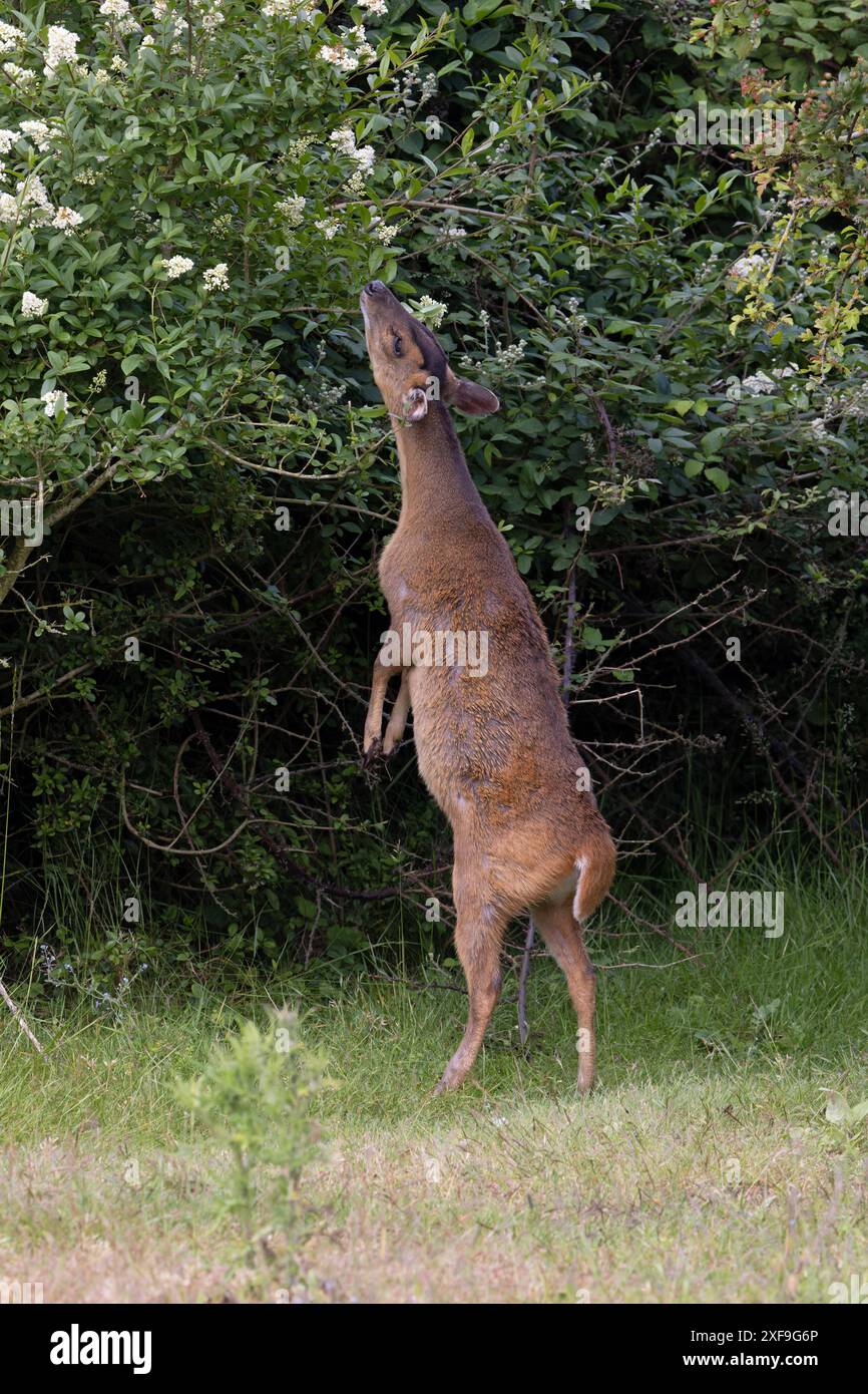 Muntjac di Reeves (Muntiacus reevesi) navigando nel Norfolk giugno 2024 Foto Stock
