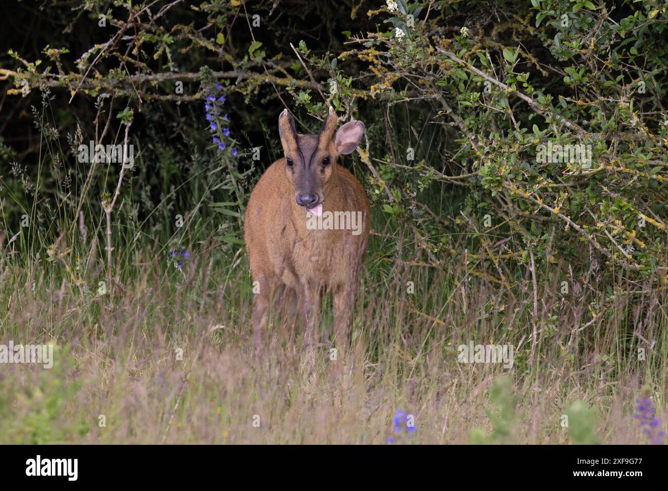 Muntjac di Reeves (Muntiacus reevesi) Norfolk giugno 2024 Foto Stock