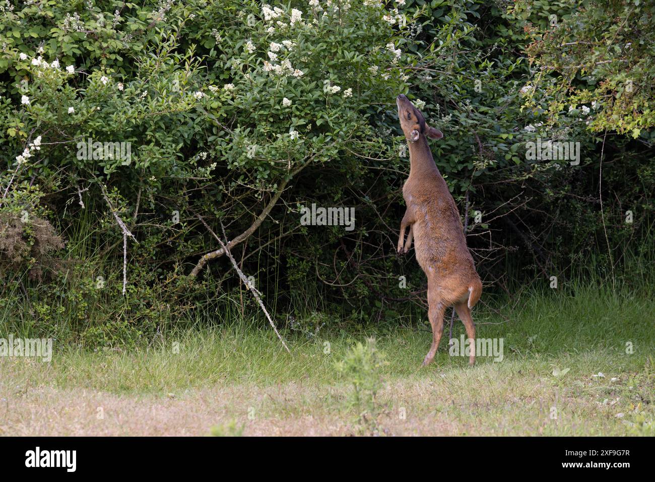 Muntjac di Reeves (Muntiacus reevesi) navigando nel Norfolk giugno 2024 Foto Stock