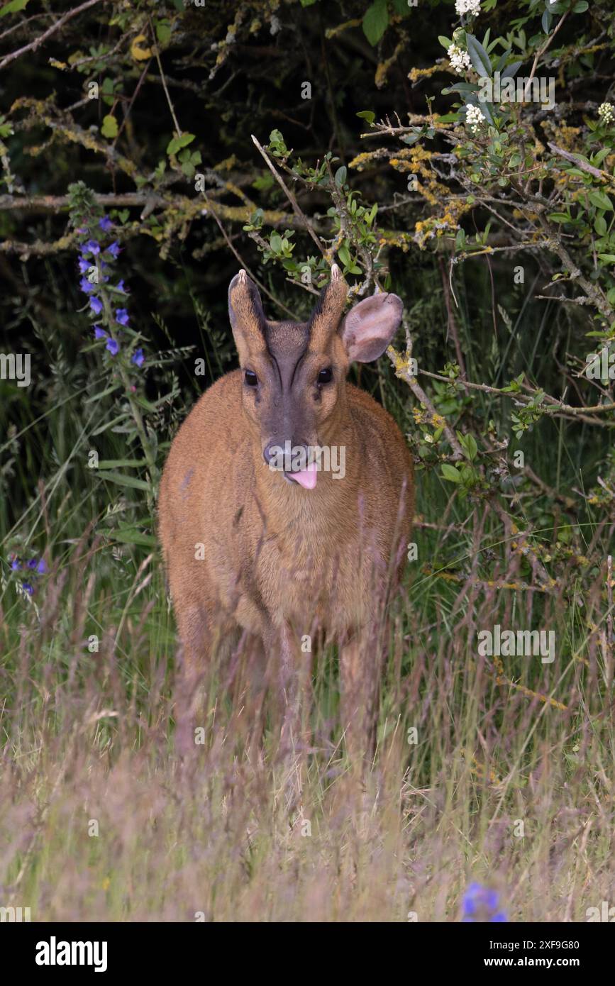Muntjac di Reeves (Muntiacus reevesi) Norfolk giugno 2024 Foto Stock
