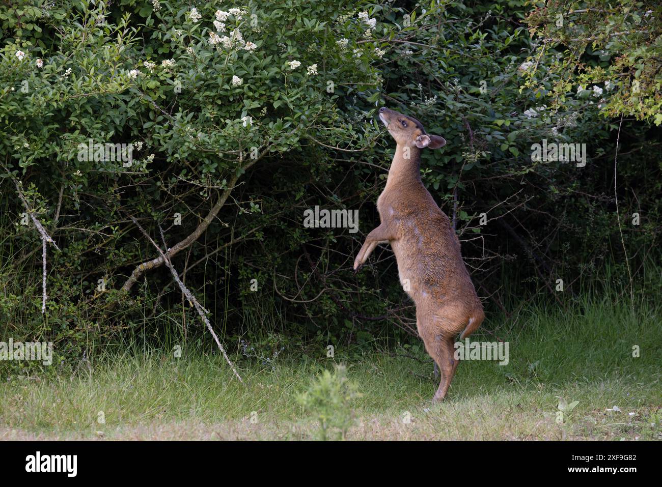 Muntjac di Reeves (Muntiacus reevesi) navigando nel Norfolk giugno 2024 Foto Stock