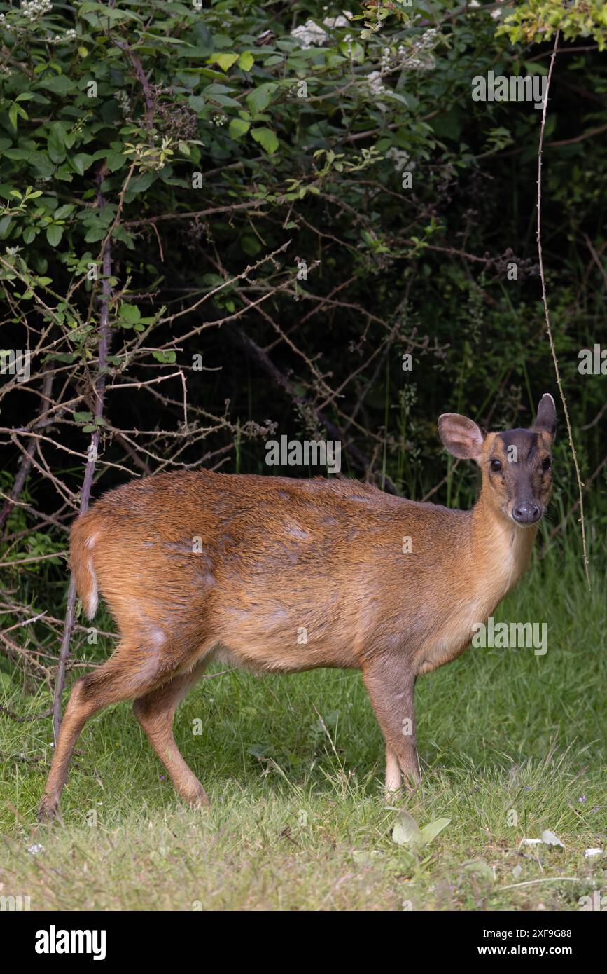 Muntjac di Reeves (Muntiacus reevesi) Norfolk giugno 2024 Foto Stock