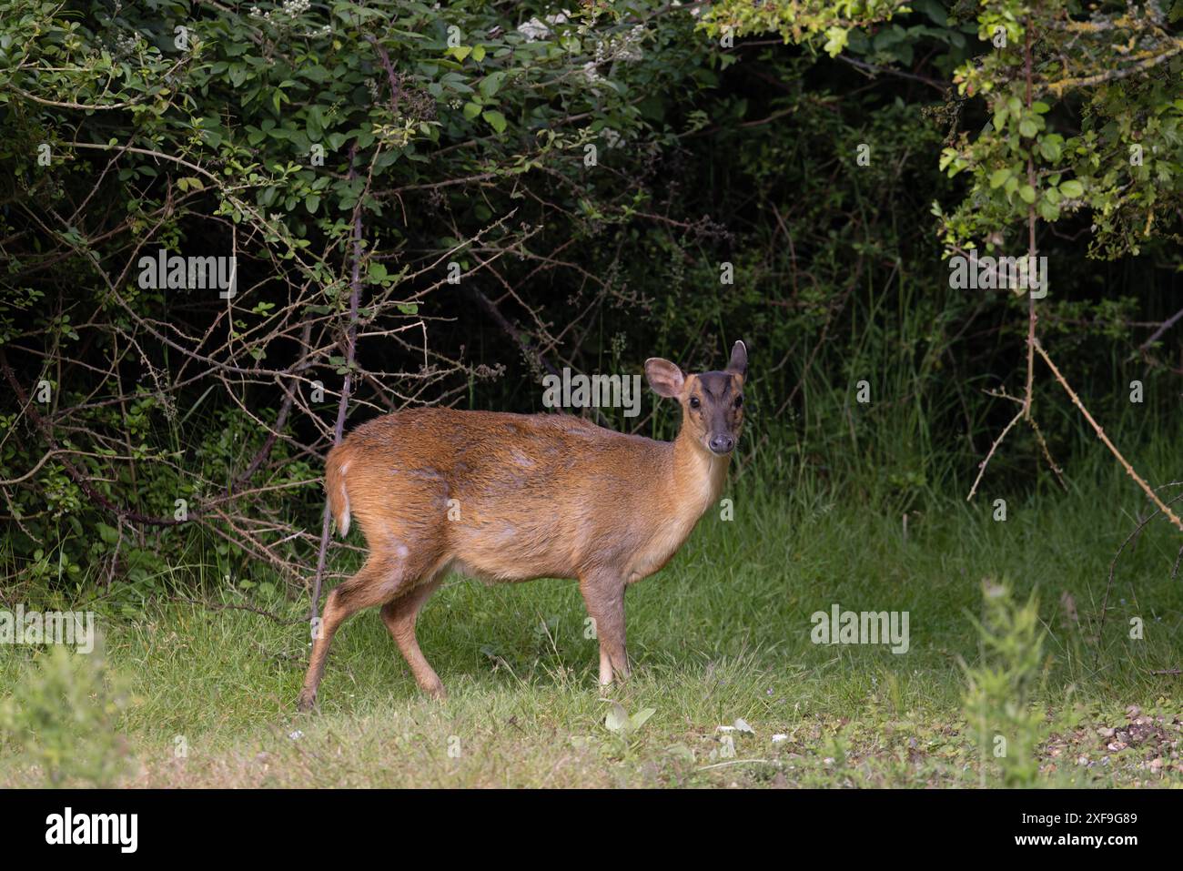 Muntjac di Reeves (Muntiacus reevesi) Norfolk giugno 2024 Foto Stock