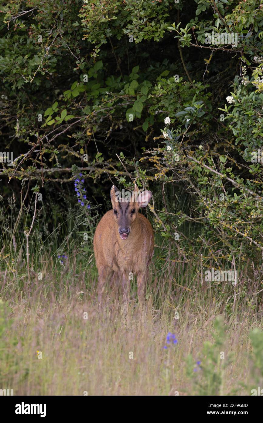 Muntjac di Reeves (Muntiacus reevesi) Norfolk giugno 2024 Foto Stock