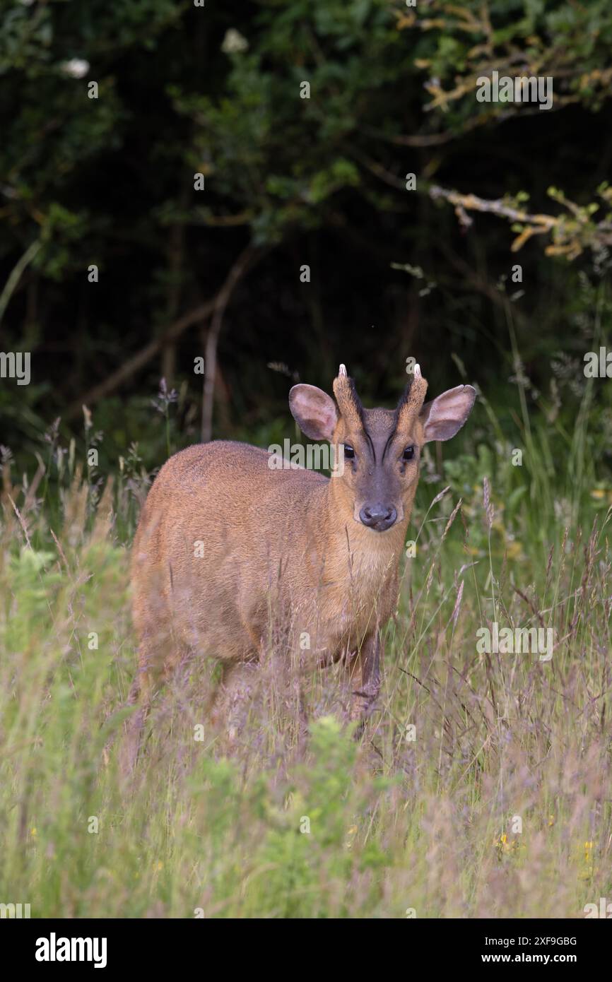 Muntjac di Reeves (Muntiacus reevesi) Norfolk giugno 2024 Foto Stock