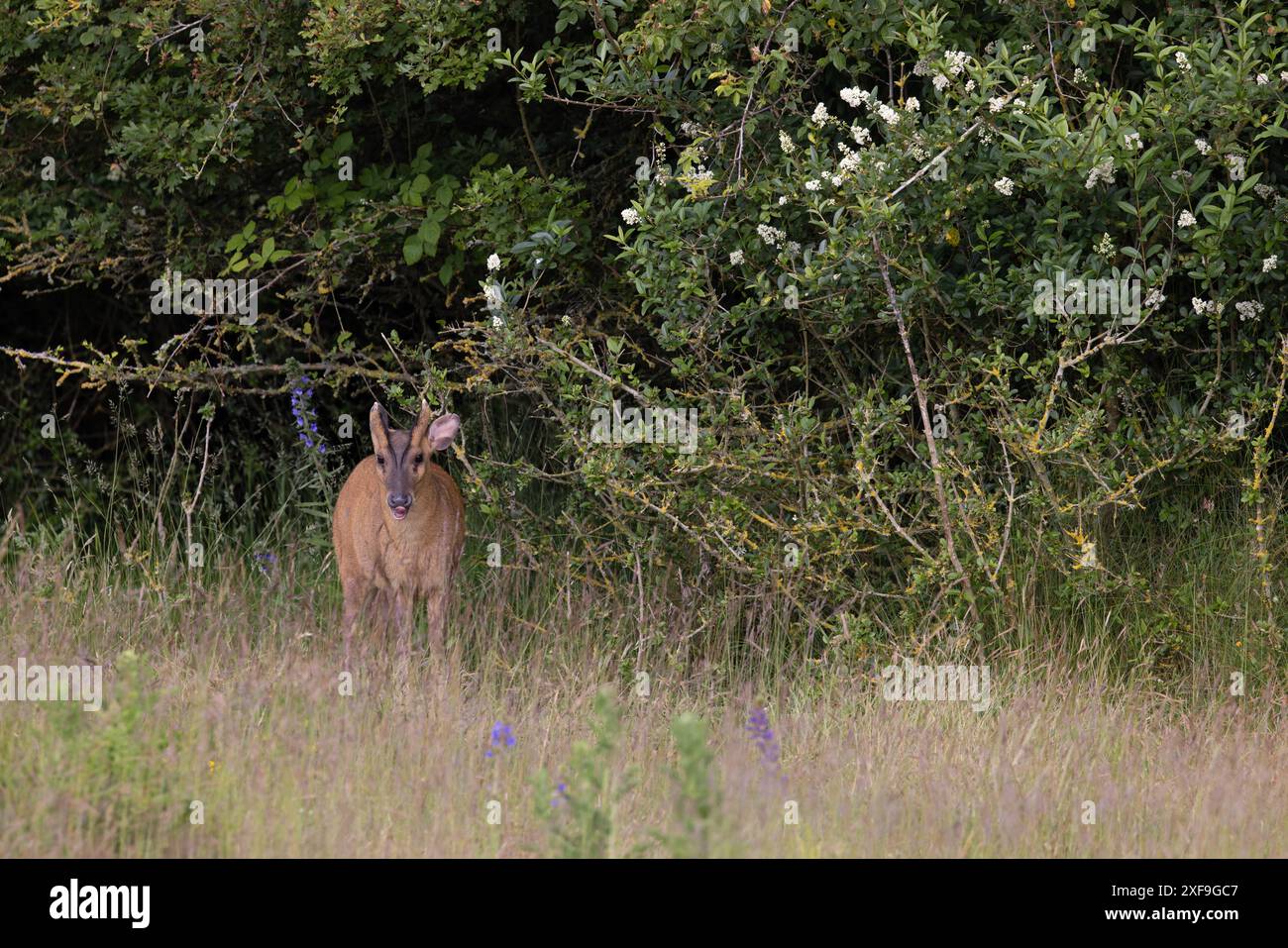 Muntjac di Reeves (Muntiacus reevesi) Norfolk giugno 2024 Foto Stock