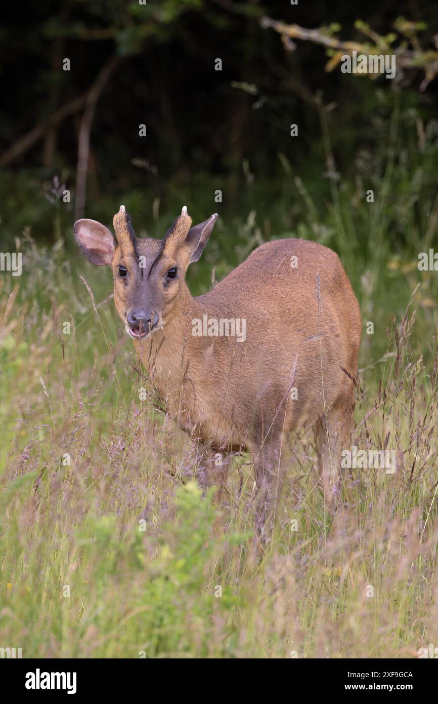 Muntjac di Reeves (Muntiacus reevesi) Norfolk giugno 2024 Foto Stock