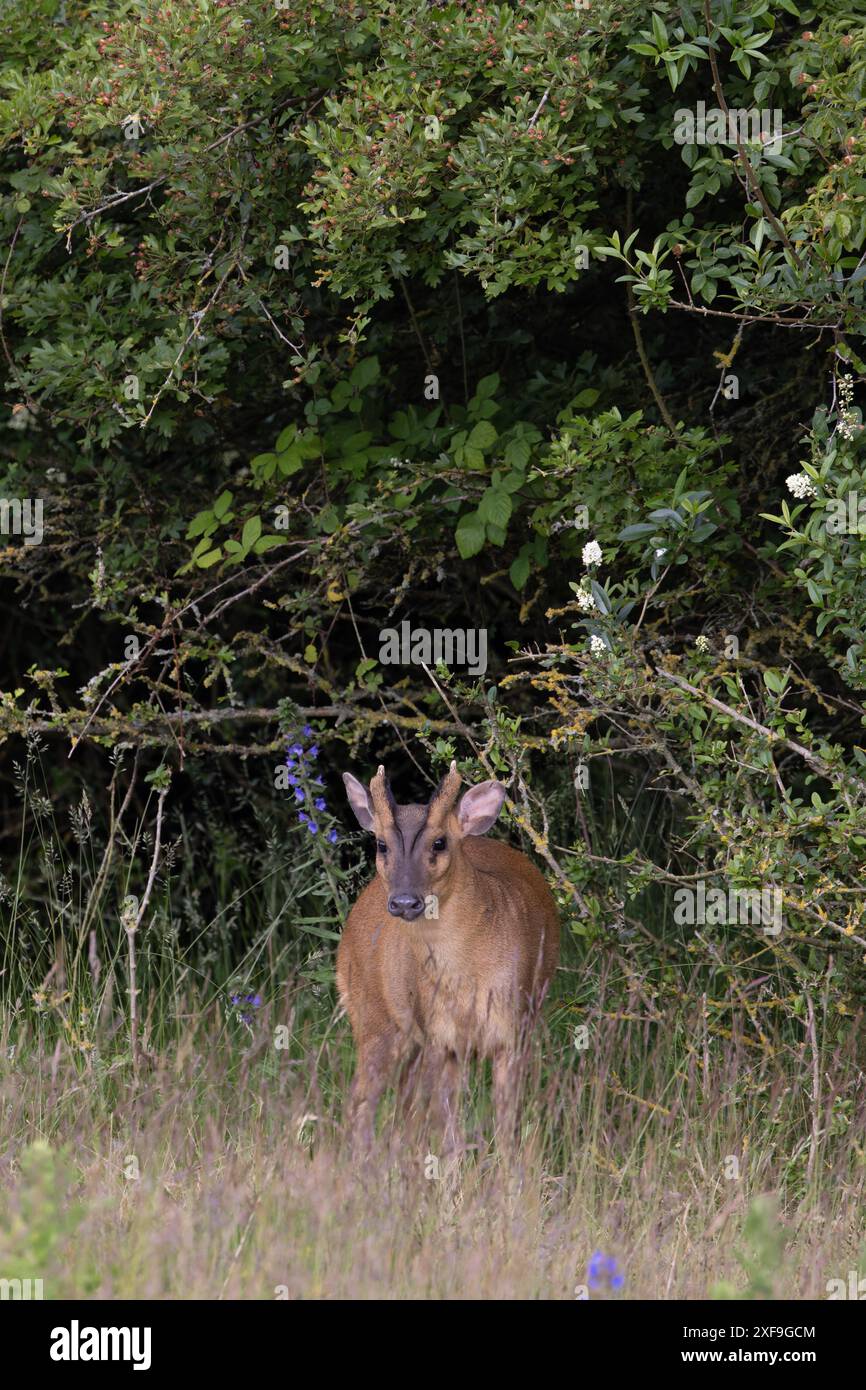 Muntjac di Reeves (Muntiacus reevesi) Norfolk giugno 2024 Foto Stock