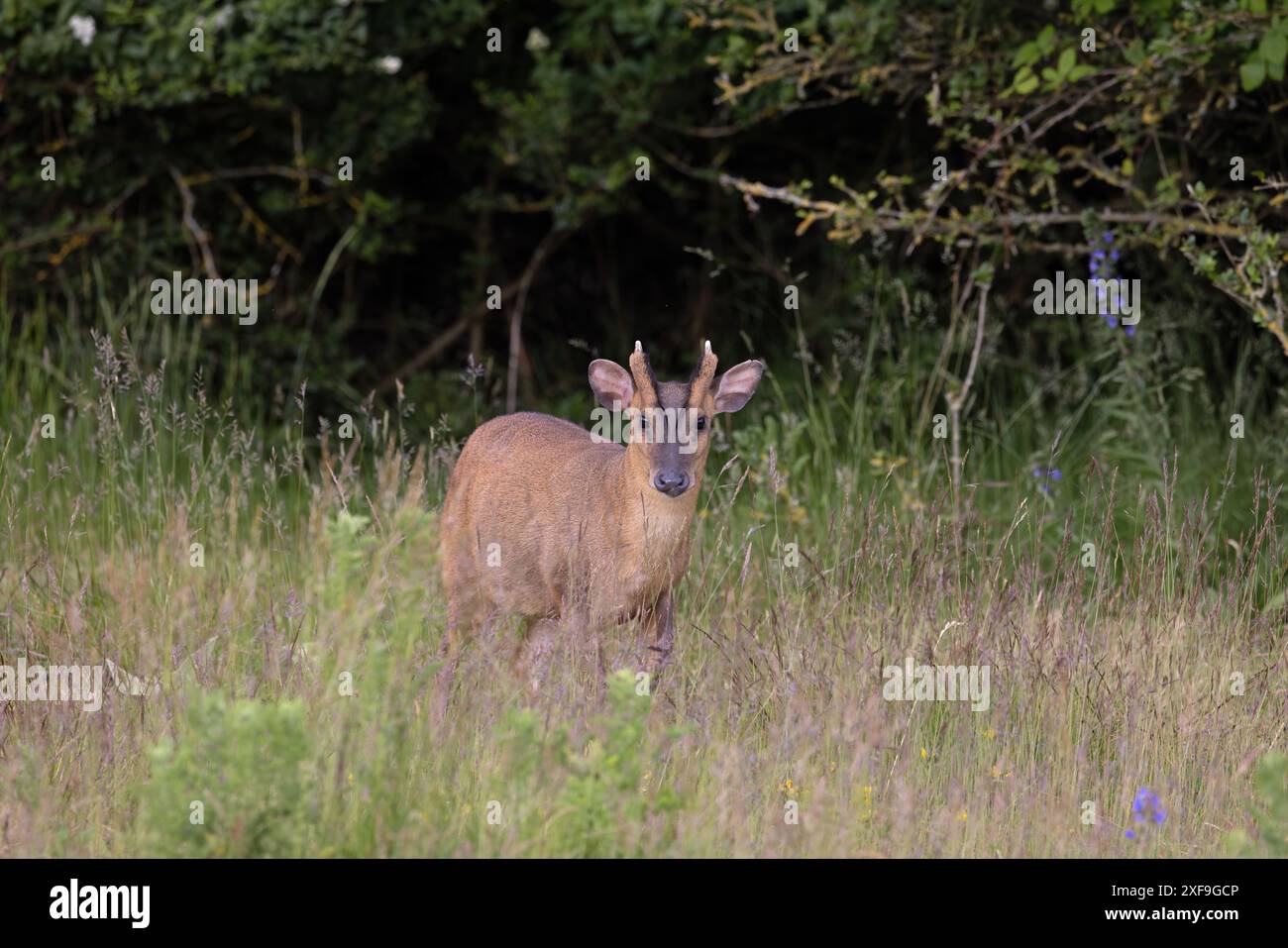 Muntjac di Reeves (Muntiacus reevesi) Norfolk giugno 2024 Foto Stock