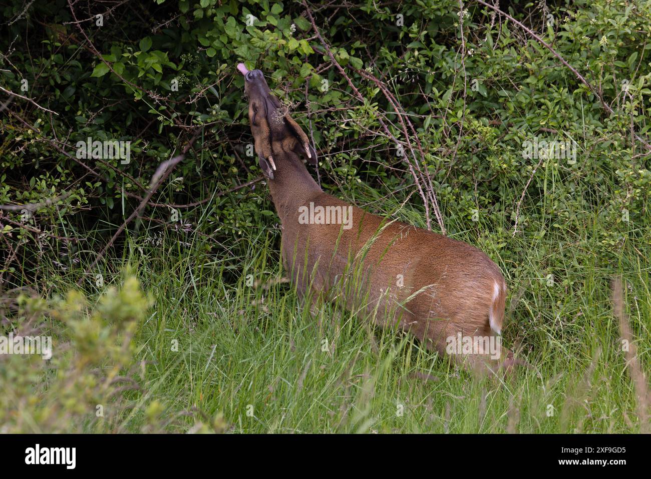 Muntjac di Reeves (Muntiacus reevesi) navigando nel Norfolk giugno 2024 Foto Stock