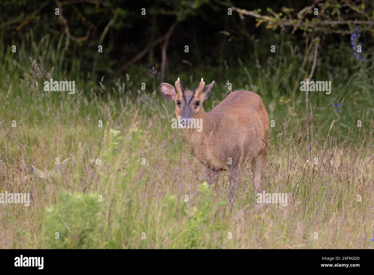 Muntjac di Reeves (Muntiacus reevesi) Norfolk giugno 2024 Foto Stock