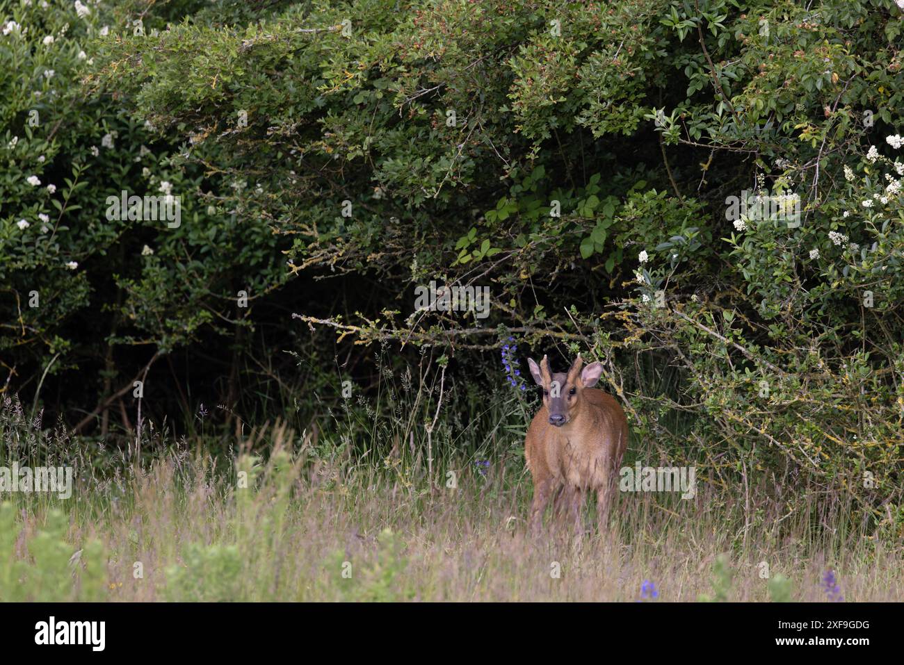 Muntjac di Reeves (Muntiacus reevesi) Norfolk giugno 2024 Foto Stock