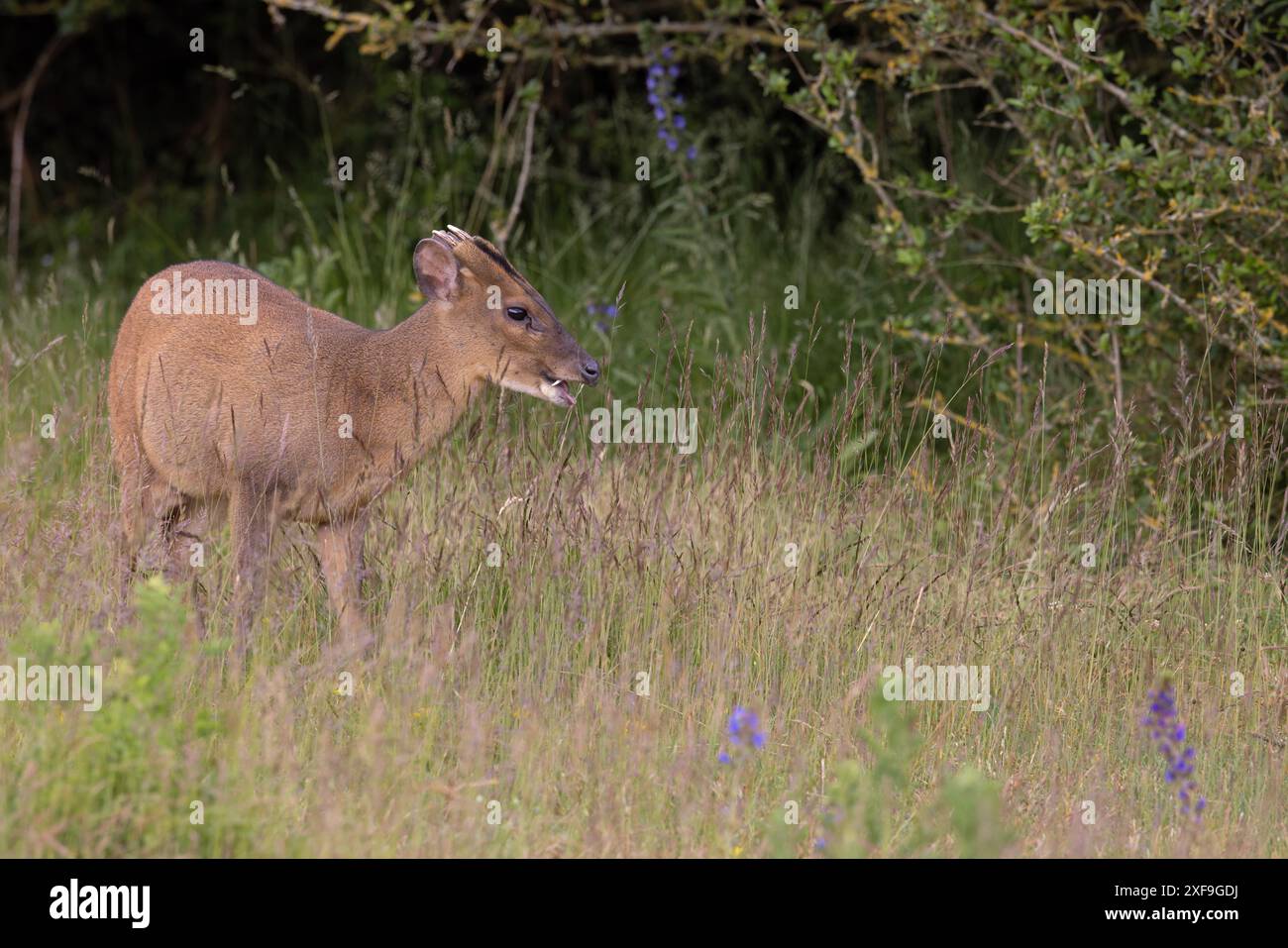 Muntjac di Reeves (Muntiacus reevesi) Norfolk giugno 2024 Foto Stock