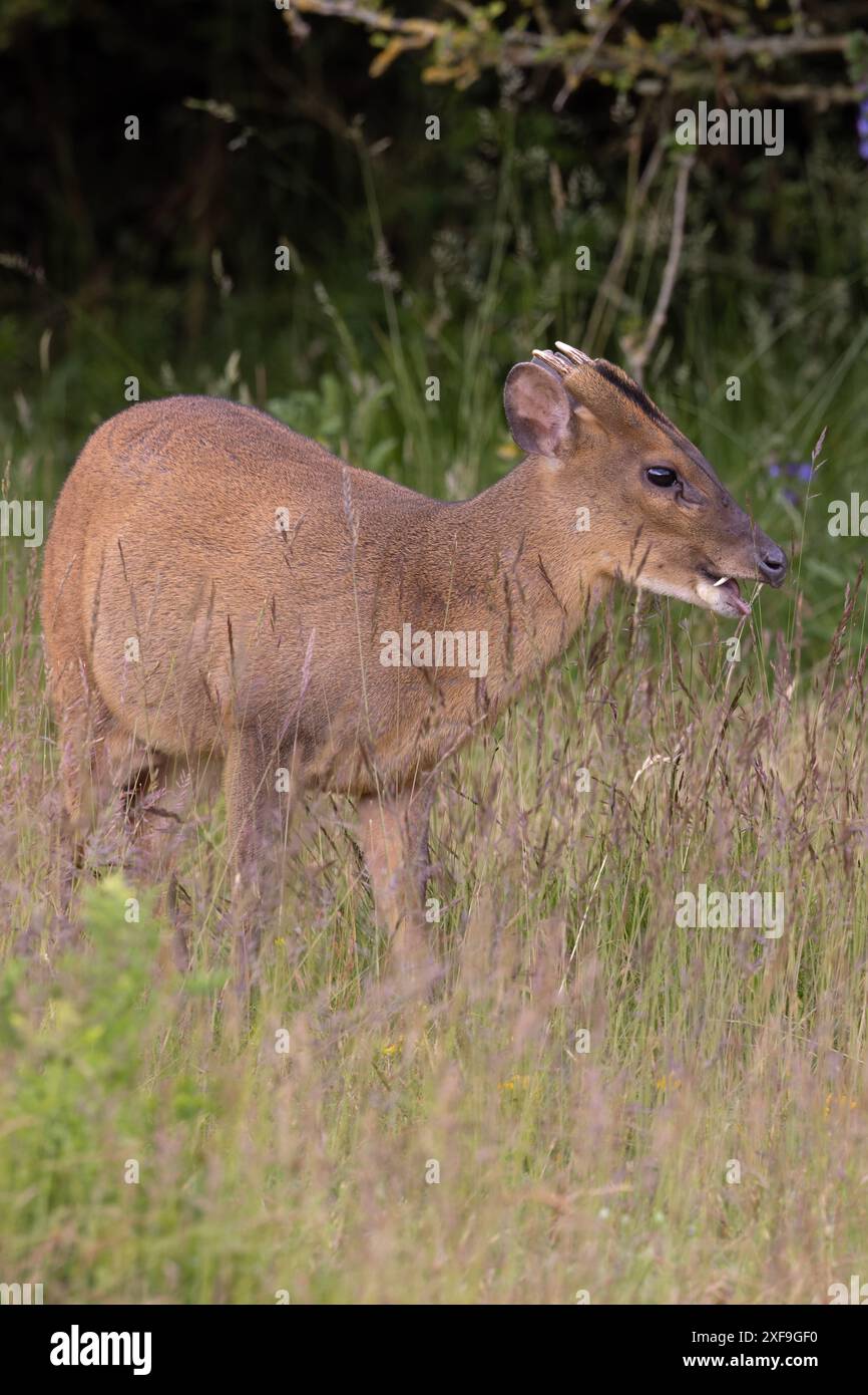 Muntjac di Reeves (Muntiacus reevesi) Norfolk giugno 2024 Foto Stock