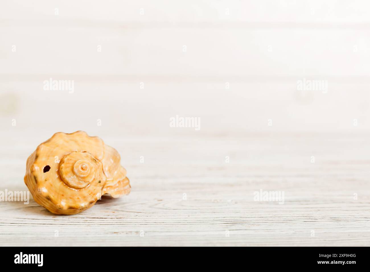 Concetto dell'ora legale con conchiglie di mare o stelle marine su uno sfondo del tavolo con spazio di copia per il testo. Foto Stock