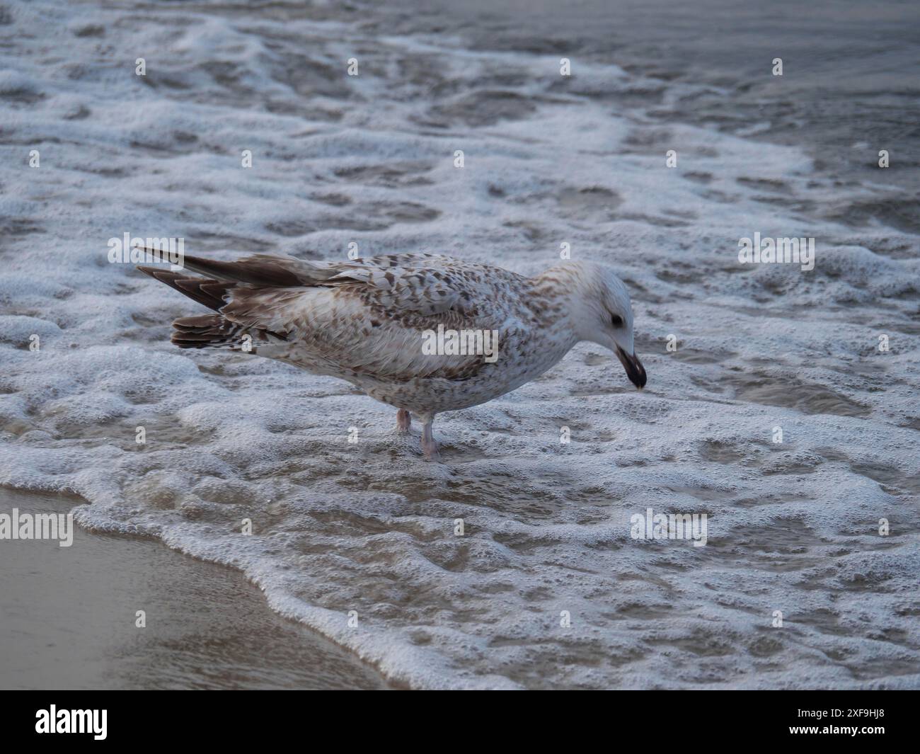 Gabbiano in piedi sulla riva del mare nell'acqua schiumosa, sopot, Mar baltico, polonia Foto Stock