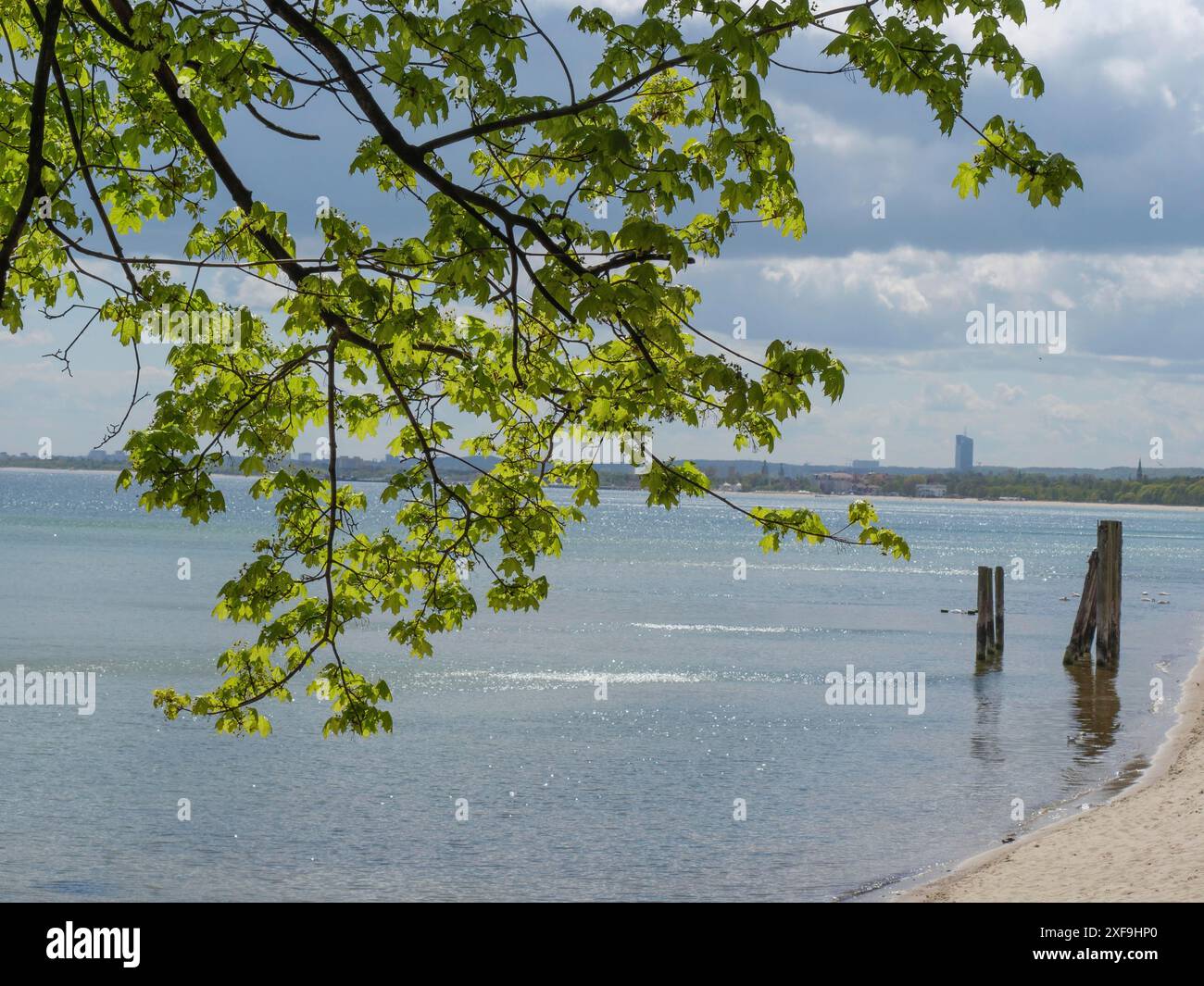 Un ramo pende sul mare calmo, con vecchi pali nell'acqua e un cielo nuvoloso sullo sfondo, sopot, Mar baltico, polonia Foto Stock