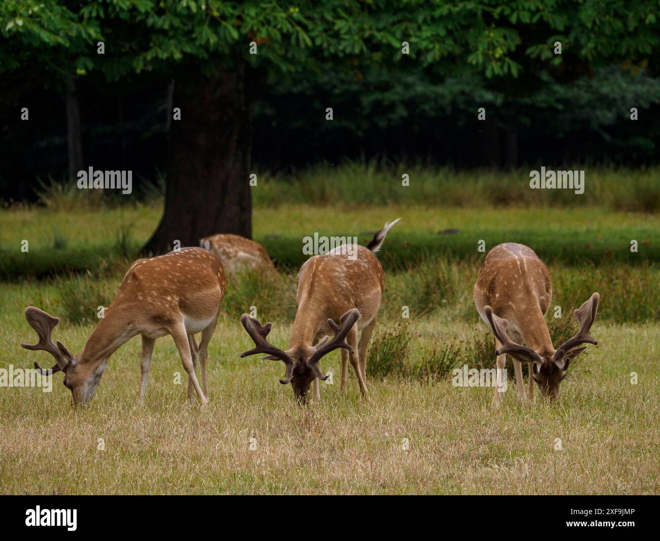 Tre cervi che mangiano erba in un prato ai margini di una foresta, duelmen, germania Foto Stock