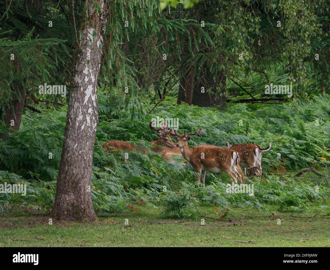 Un gruppo di cervi che pascolano ai margini di una foresta, circondato da alberi e cespugli, duelmen, germania Foto Stock