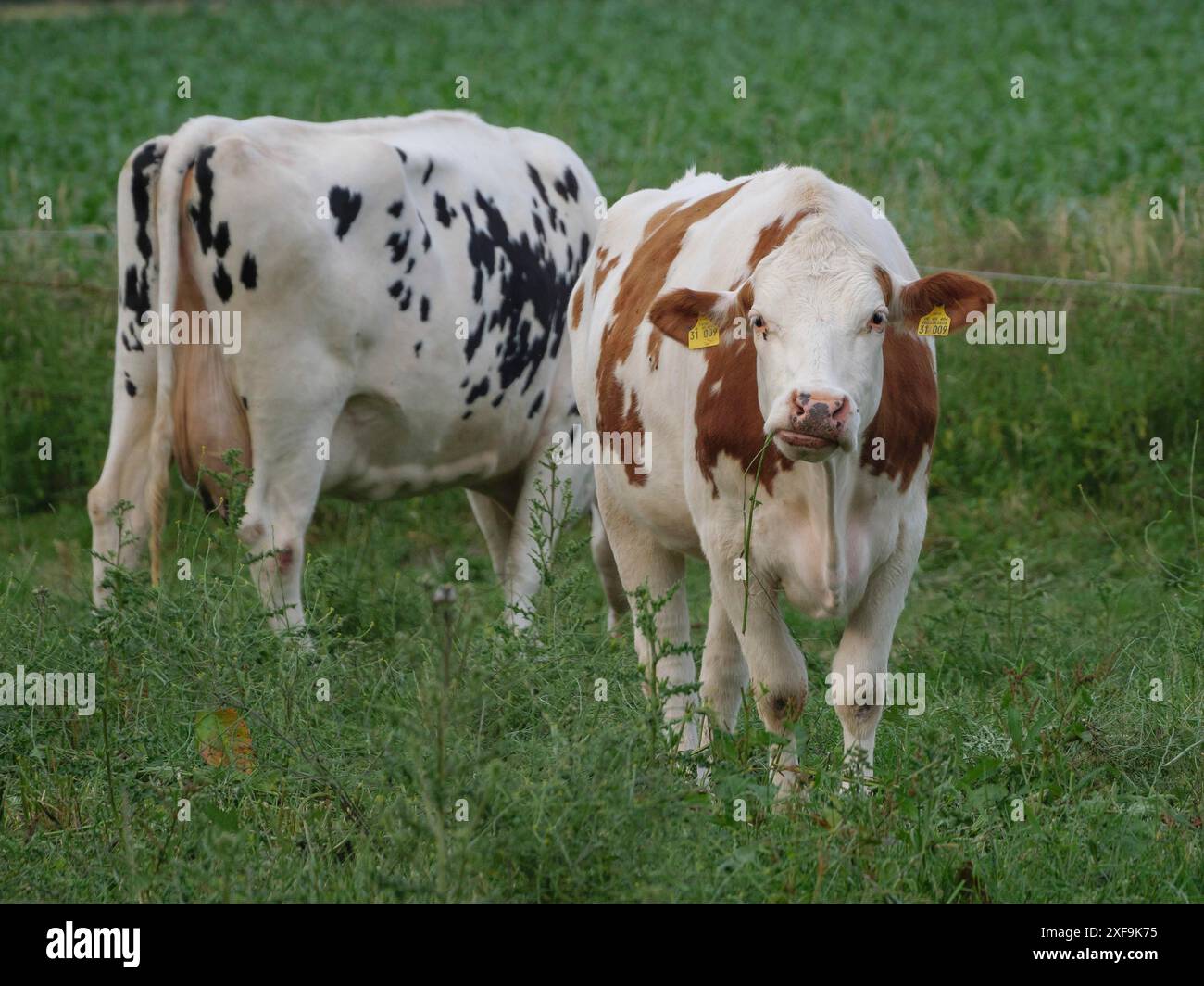 Due mucche, una bianca con macchie nere, l'altra marrone e bianca, su un prato verde, Velen, Renania settentrionale-Vestfalia, Germania Foto Stock