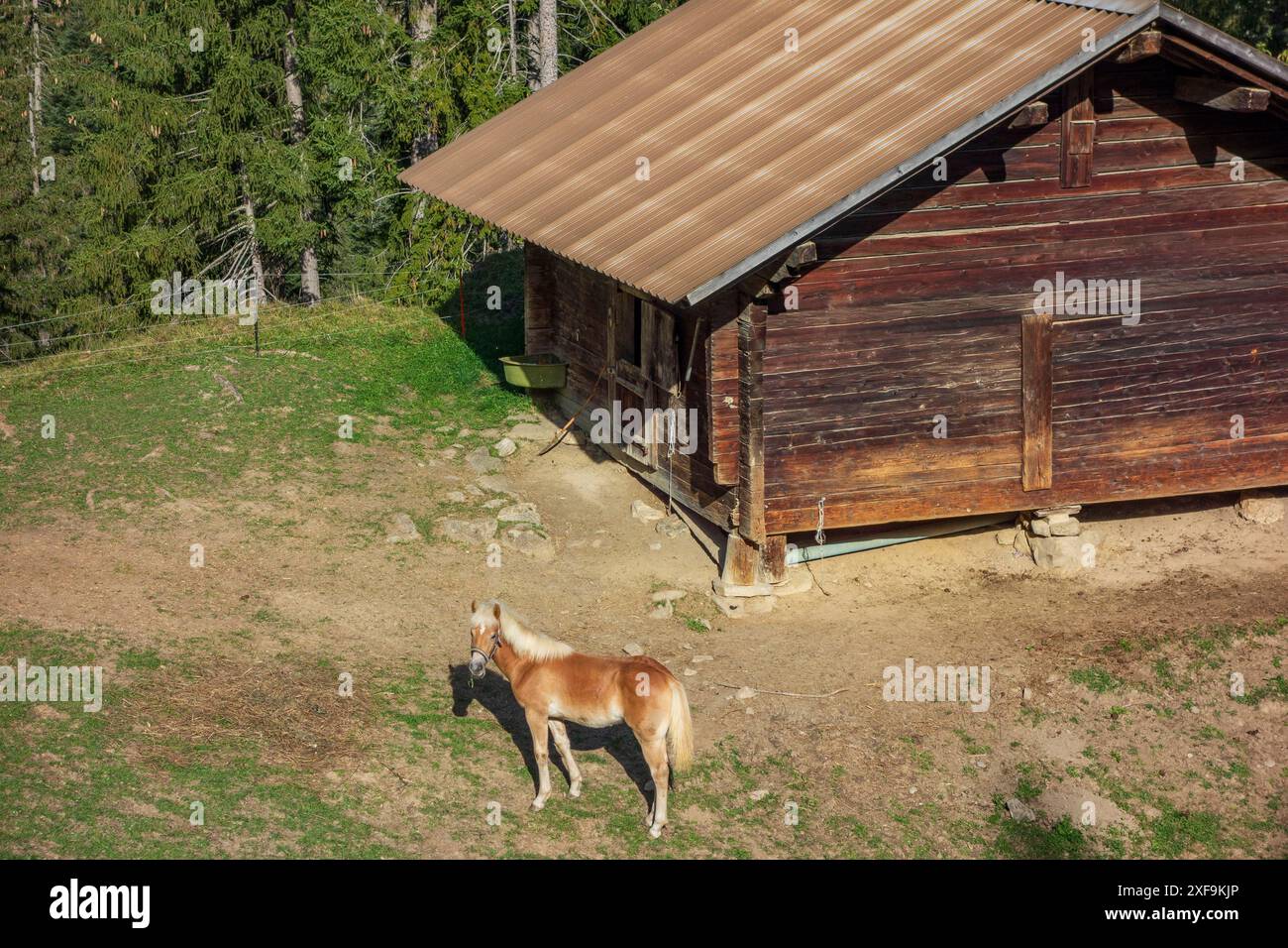 Accanto a una rustica capanna di legno, su un prato verde ai margini della foresta, sotto il sole, sorge un cavallo, saas Fee, Graubuenden, svizzera Foto Stock