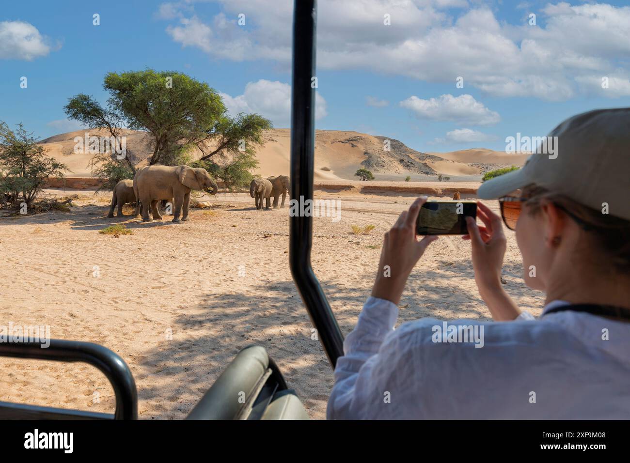 Donna turistica in safari in Africa, che viaggia in auto con un tetto aperto che guarda gli elefanti Foto Stock