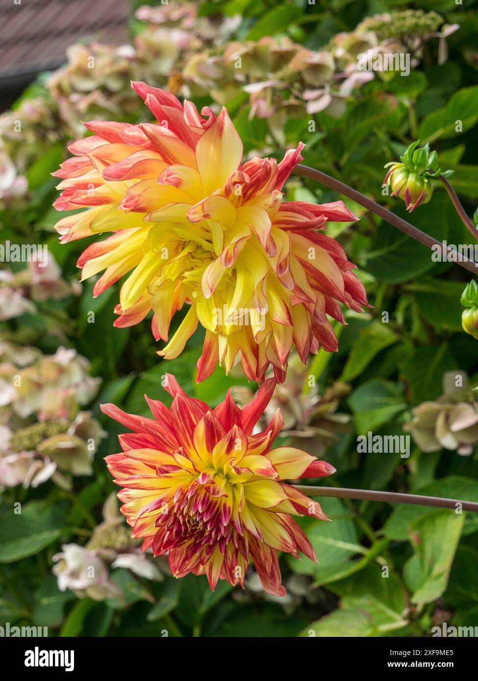 Due colorati fiori di dahlia in un giardino, Spiekeroog, mare del nord, germania Foto Stock