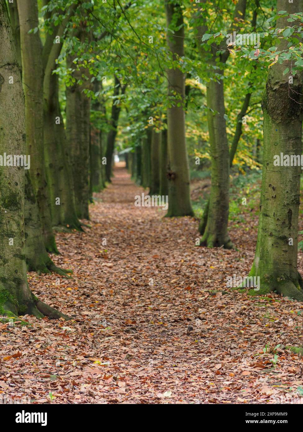 Lungo e stretto sentiero attraverso una foresta fiancheggiata da alberi alti e fogliame autunnale, bocholt, Renania settentrionale-Vestfalia, germania Foto Stock