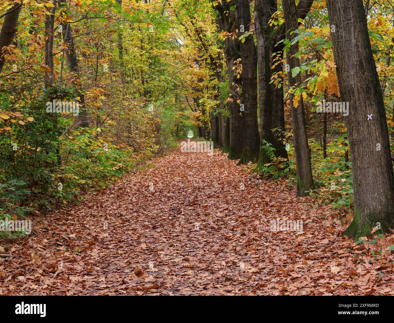 Un tranquillo sentiero forestale in autunno, ricoperto di foglie e circondato da alberi, ambiente perfetto per gli amanti della natura, bocholt, Renania settentrionale-Vestfalia Foto Stock