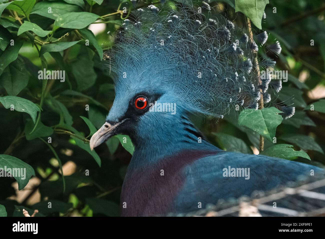 Splendore crestato: Lo sguardo tranquillo di Goura Victoria. Foto Stock