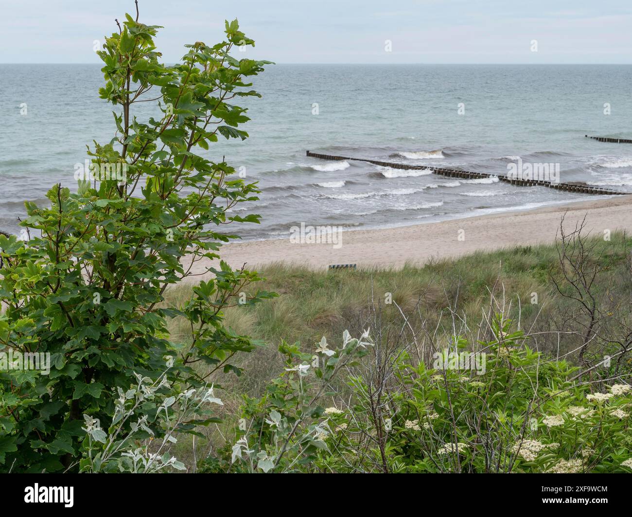 Vista sul mare con frangiflutti lungo la spiaggia, arbusto verde in primo piano, Zingst, Mar baltico, germania Foto Stock