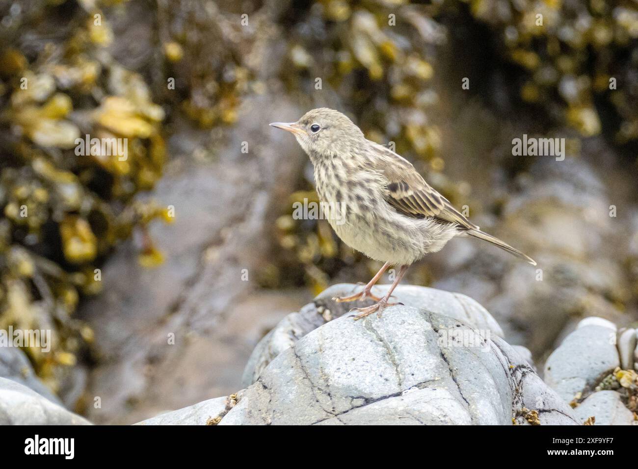 Pipito di roccia europeo, Anthus petrosus. Galles, Regno Unito Foto Stock