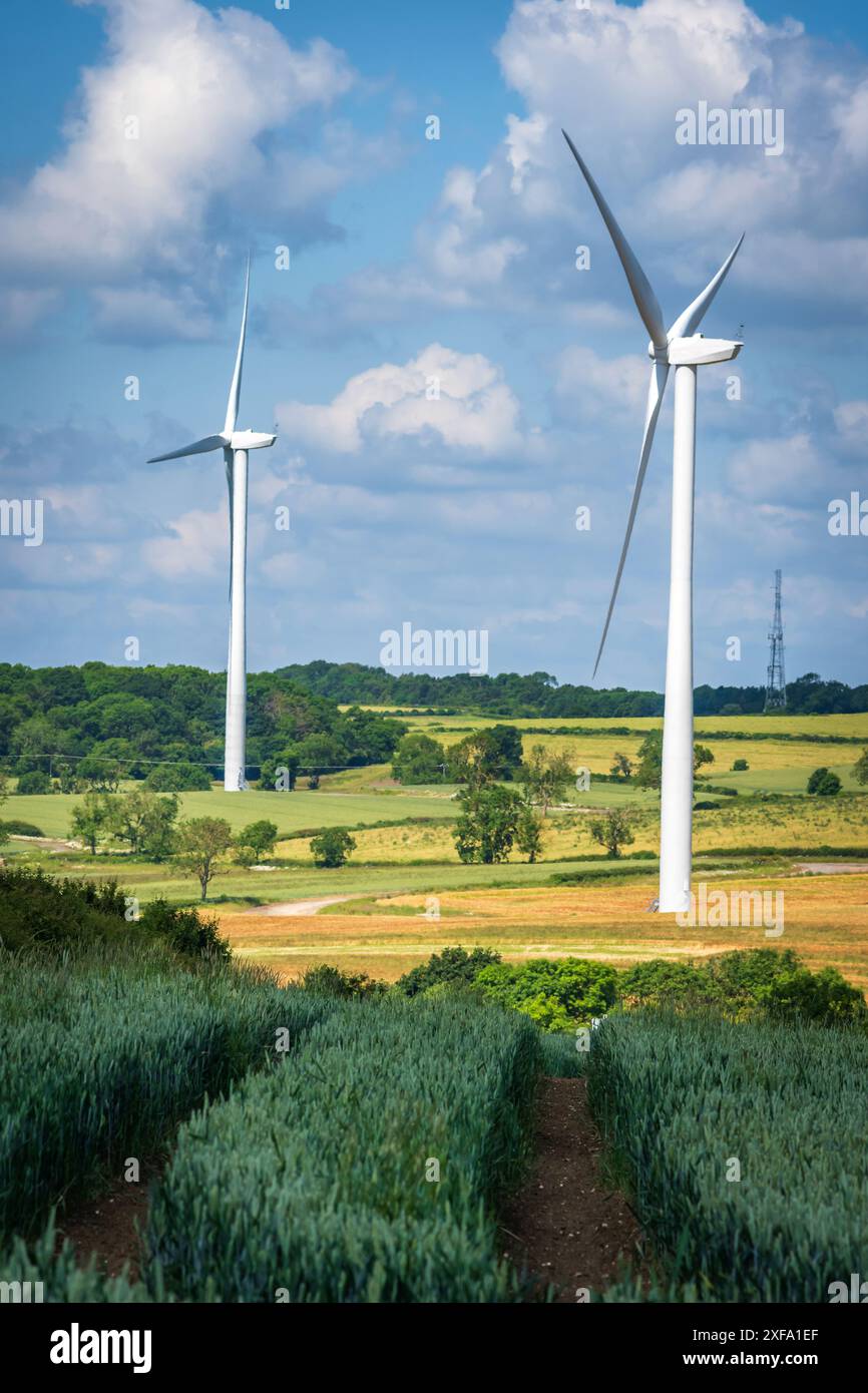 Coltura di grano su turbine eoliche sfondo in Inghilterra Regno Unito. Foto Stock