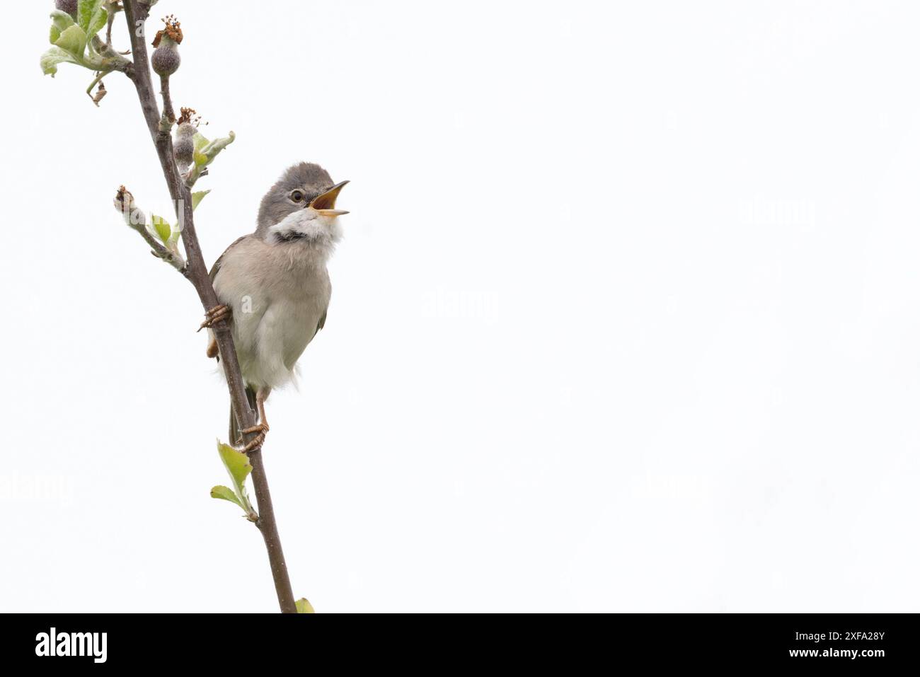 Common Greater Whitethroat (Sylvia communi) canto Norfolk maggio 2024 Foto Stock