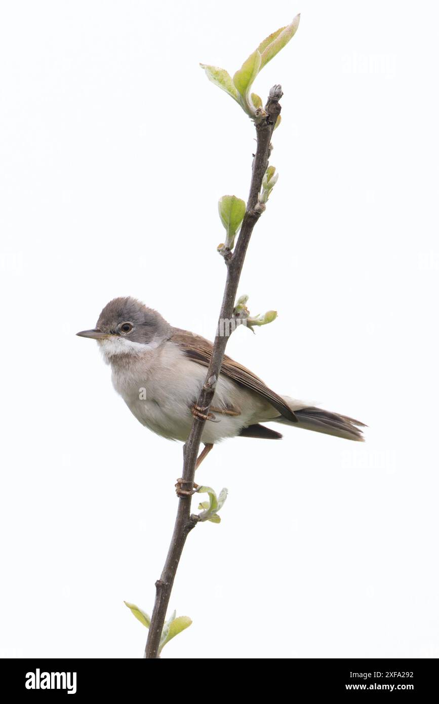 Common Greater Whitethroat (Sylvia communi) Norfolk maggio 2024 Foto Stock