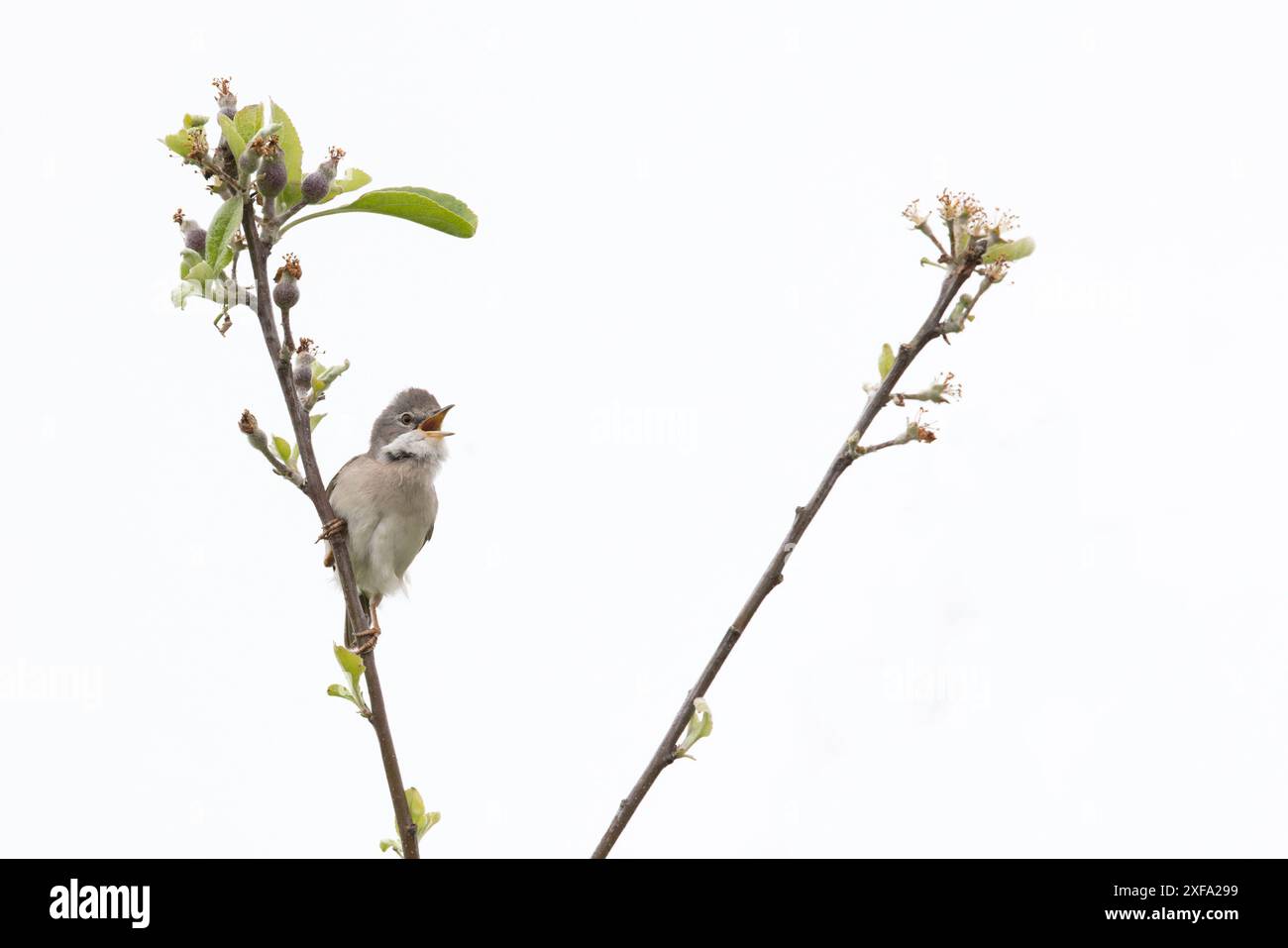 Common Greater Whitethroat (Sylvia communi) canto Norfolk maggio 2024 Foto Stock