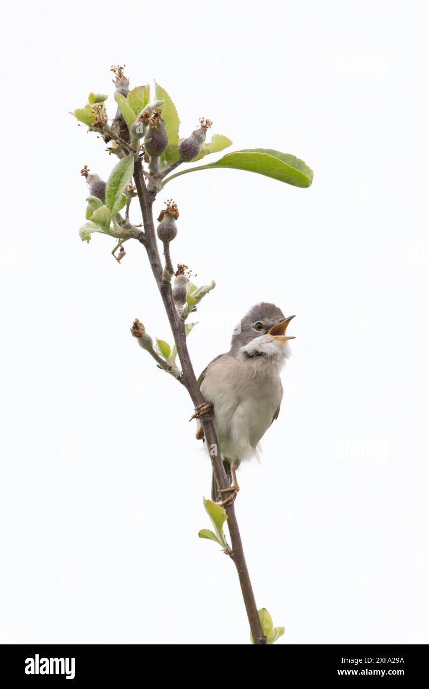 Common Greater Whitethroat (Sylvia communi) canto Norfolk maggio 2024 Foto Stock
