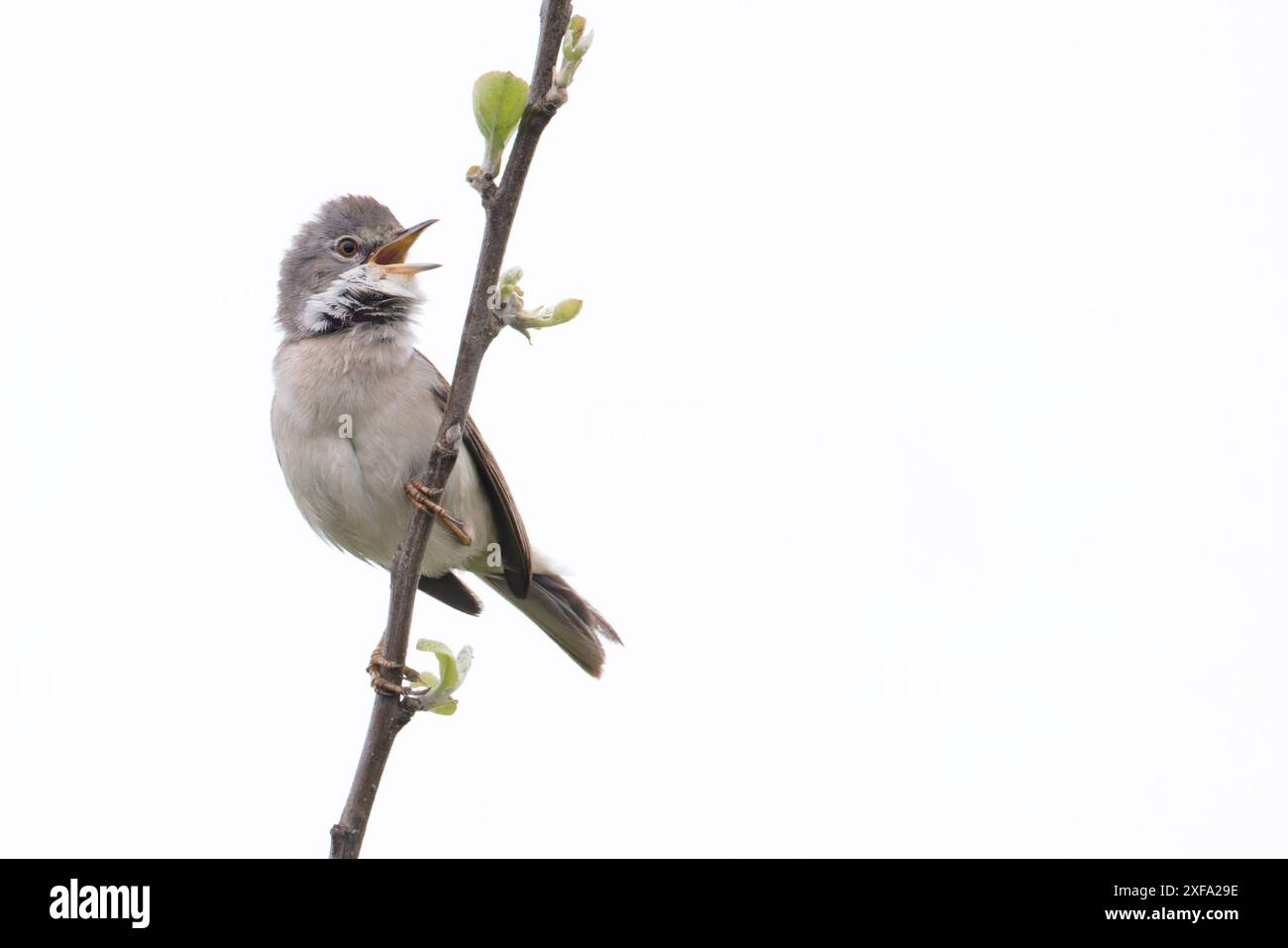Common Greater Whitethroat (Sylvia communi) canto Norfolk maggio 2024 Foto Stock