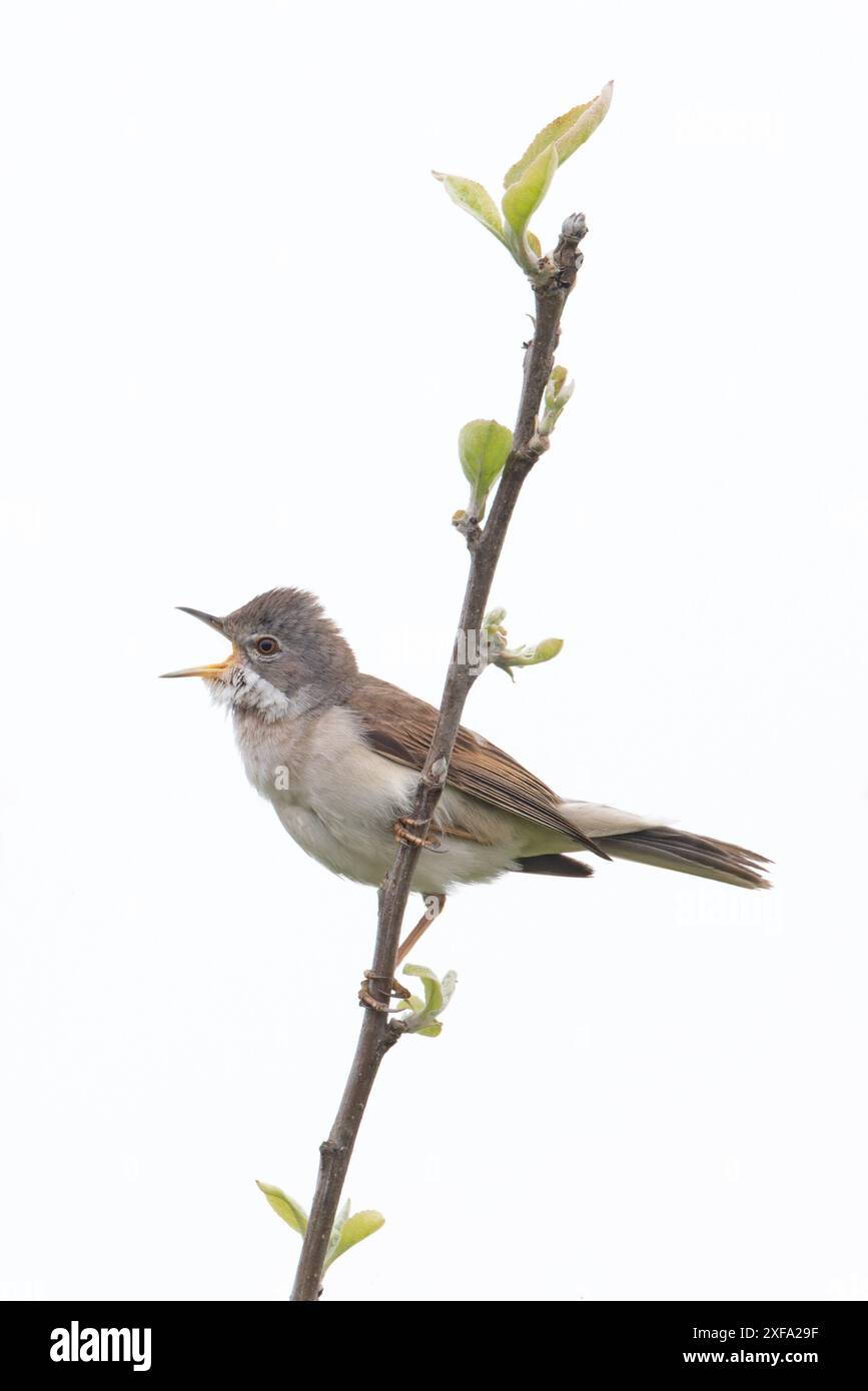 Common Greater Whitethroat (Sylvia communi) canto Norfolk maggio 2024 Foto Stock