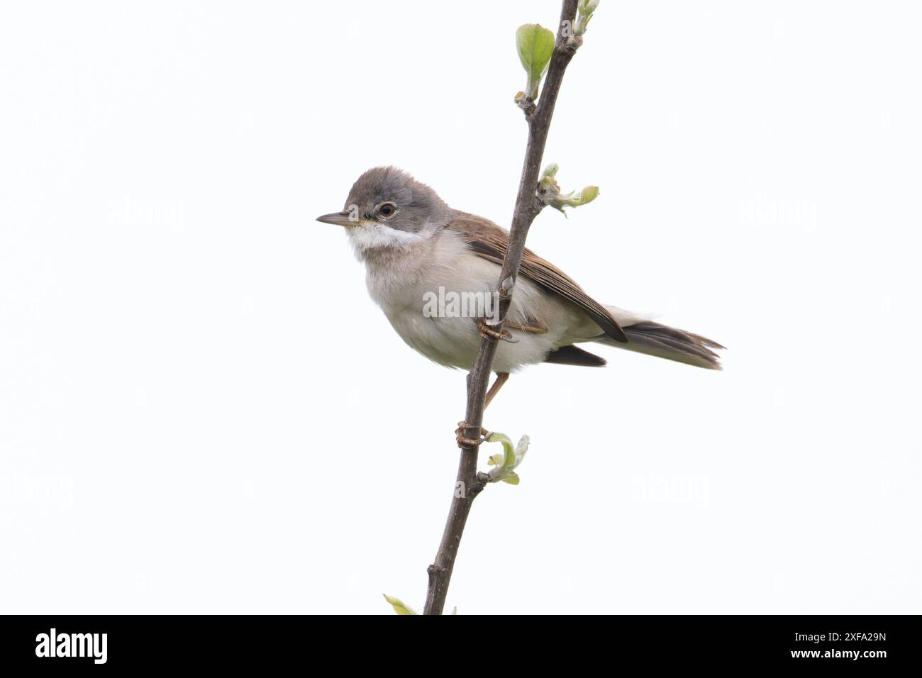 Common Greater Whitethroat (Sylvia communi) Norfolk maggio 2024 Foto Stock