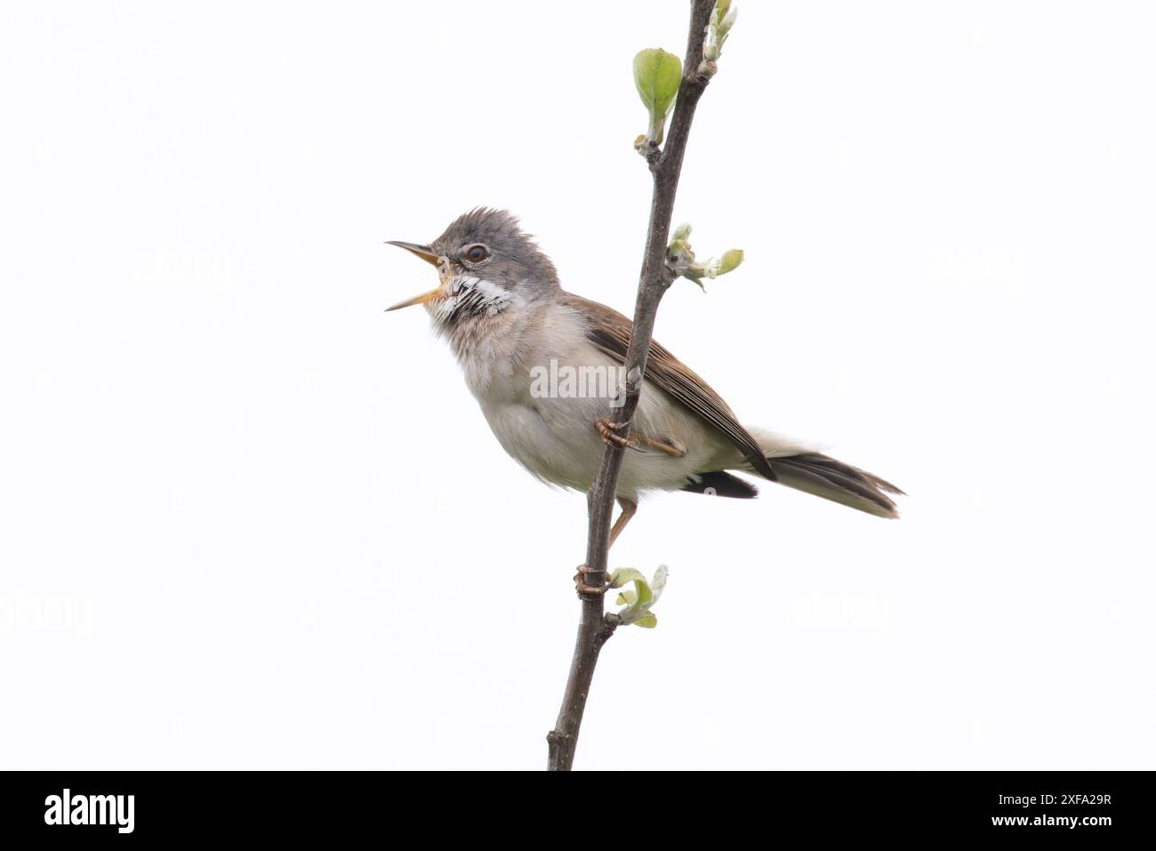 Common Greater Whitethroat (Sylvia communi) canto Norfolk maggio 2024 Foto Stock