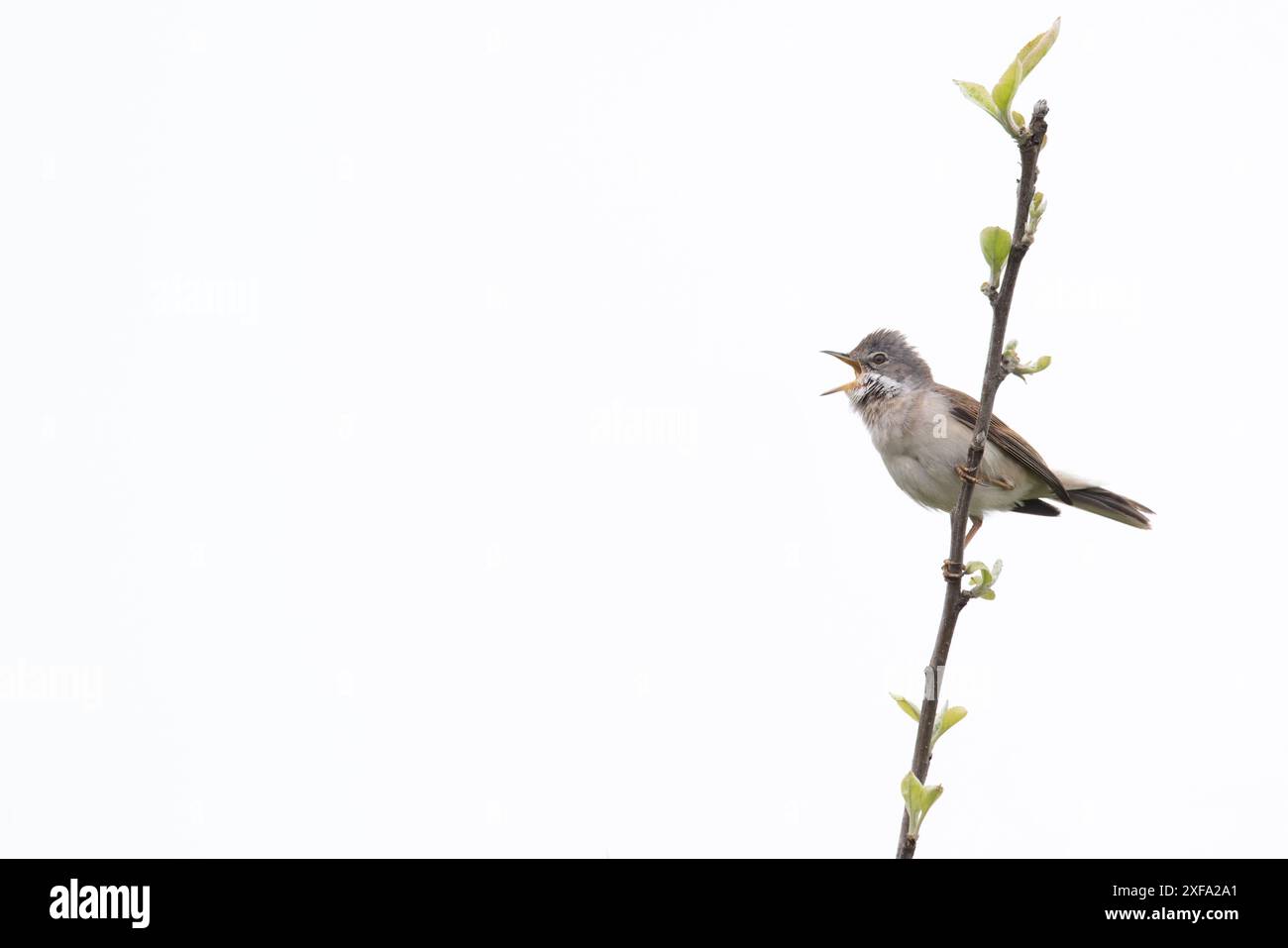 Common Greater Whitethroat (Sylvia communi) canto Norfolk maggio 2024 Foto Stock