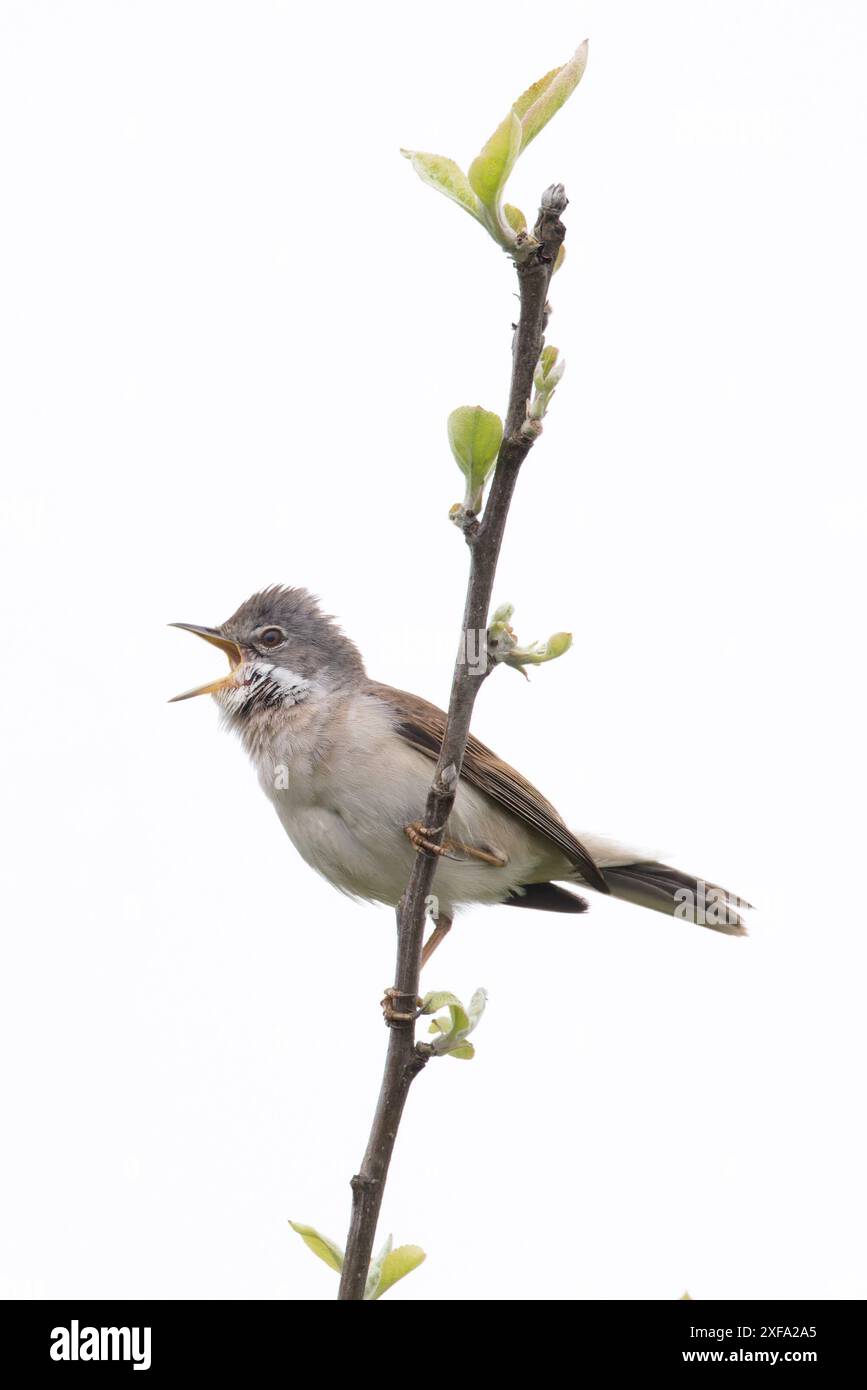 Common Greater Whitethroat (Sylvia communi) canto Norfolk maggio 2024 Foto Stock