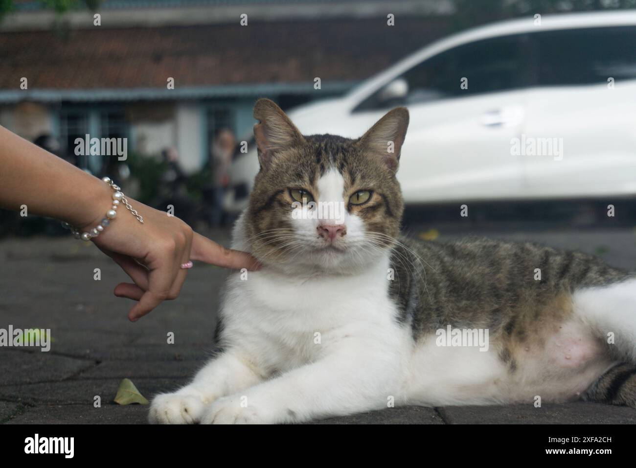 gatto grigio bianco che posa mentre viene pugnalato con un dito Foto Stock