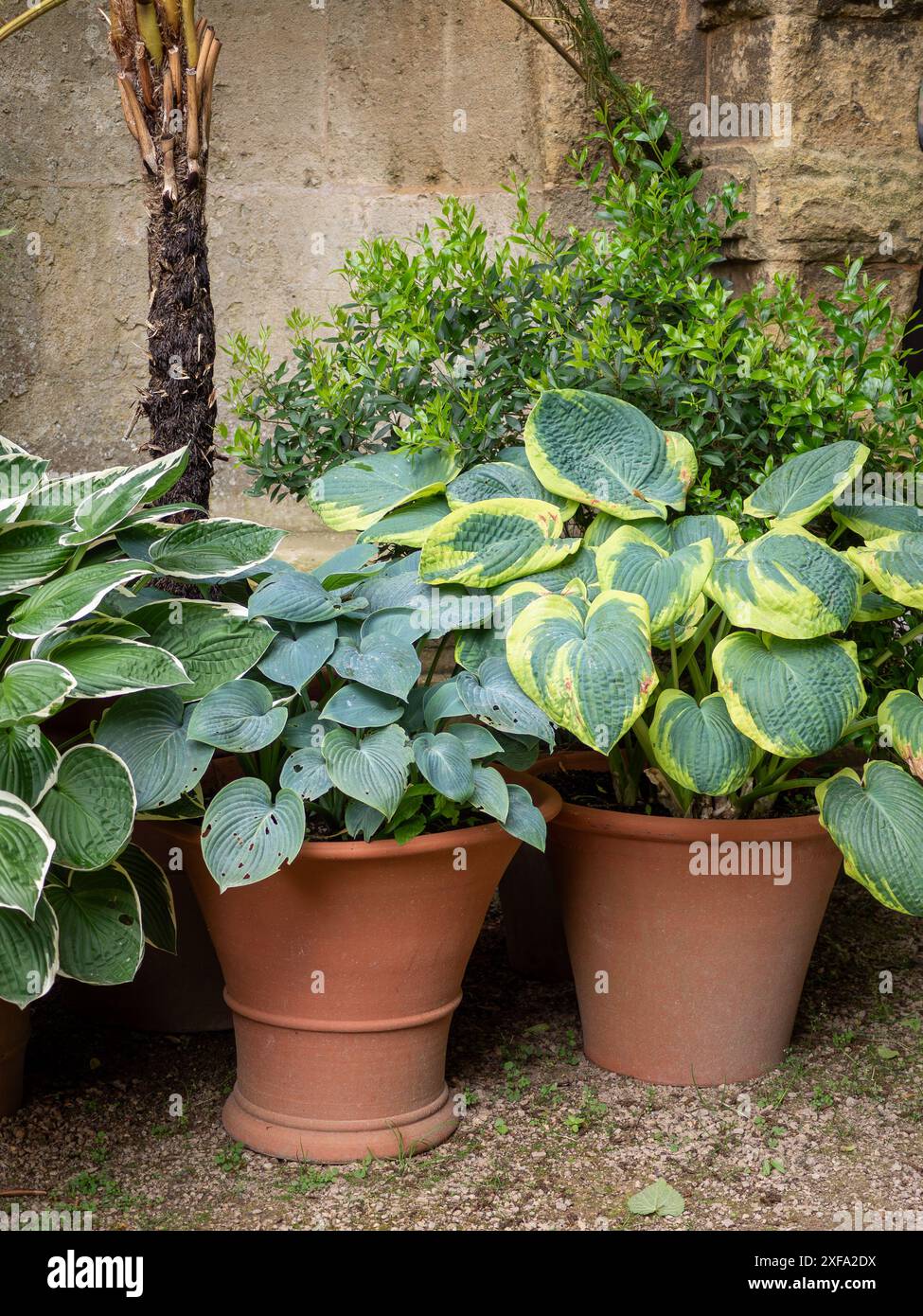 Hosta pianta in grandi vasi di terracotta agli Oxford Botanic Gardens Foto Stock